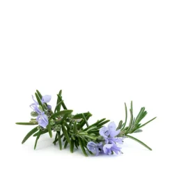 Alecrim Hand Cleanser