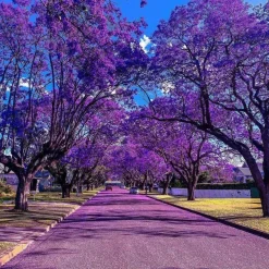 Jacarandá Milky Body Cream
