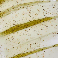 New Skin Resolution Gel Mask