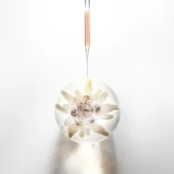 Prodigy Cellglow Soft Regenerating Cream